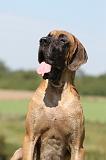 DOGUE ALLEMAND 059